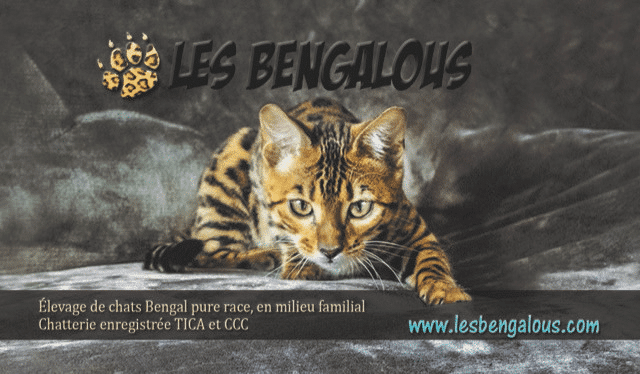 Les Bengalous