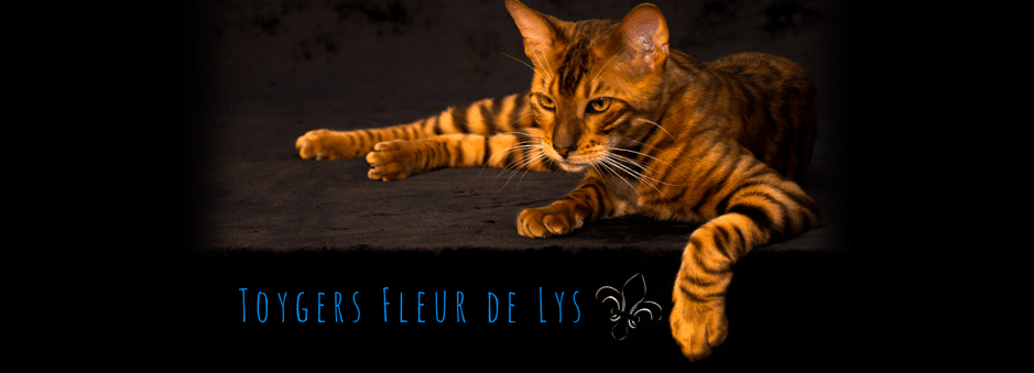 Toygers Fleur de Lys