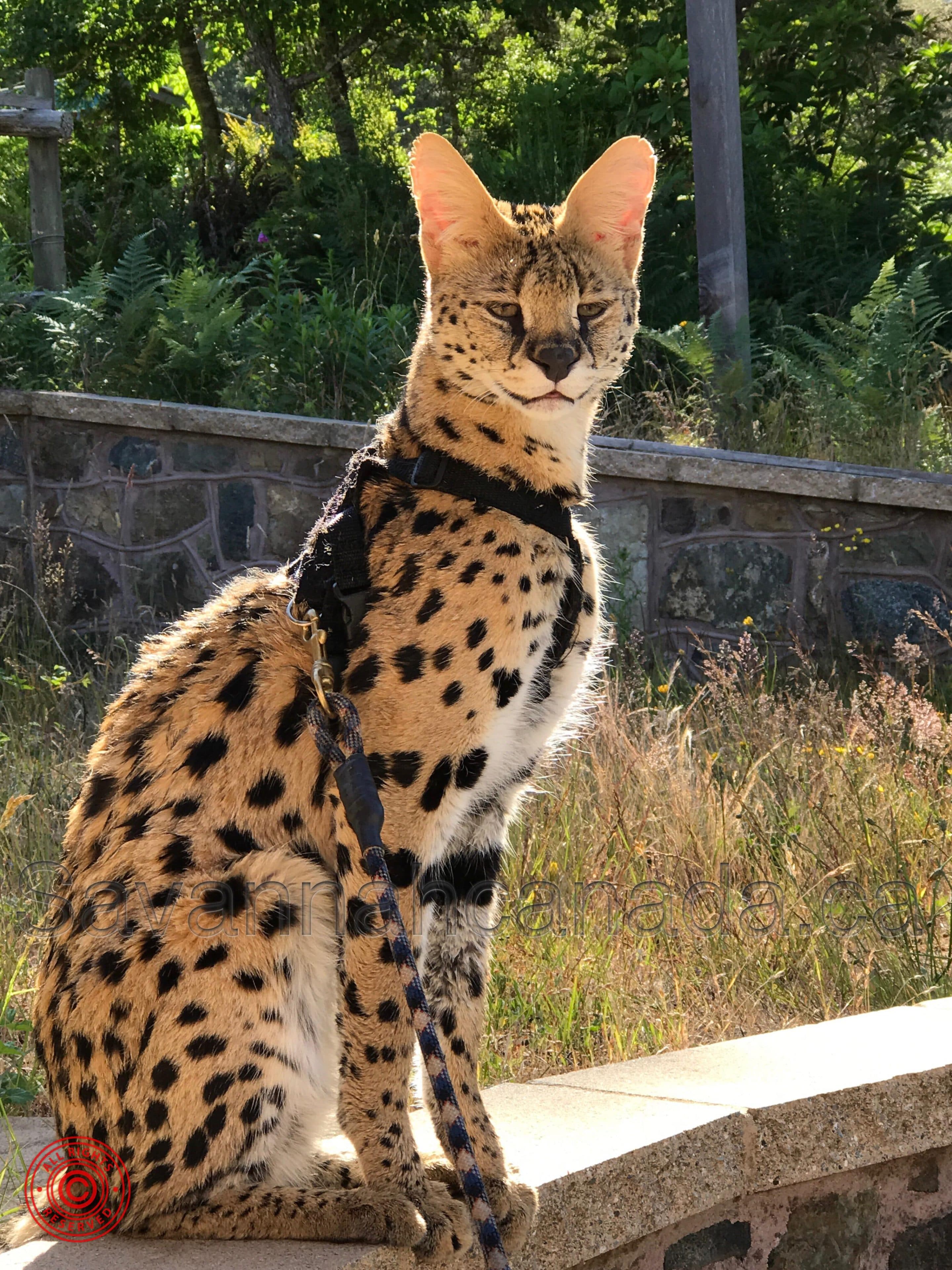 Serval breeders store