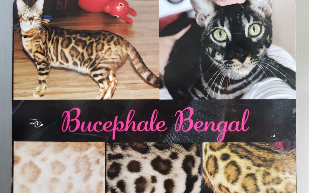 Bucephale Bengal