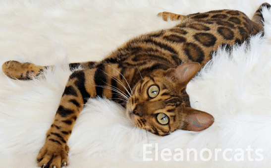 EleanorCats