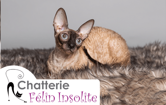 Chatterie Félin Insolite