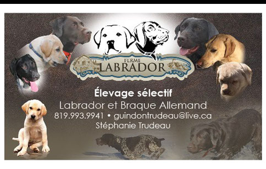Ferme Labrador