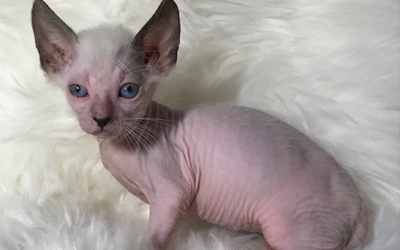 Chatterie BareEnough Sphynx