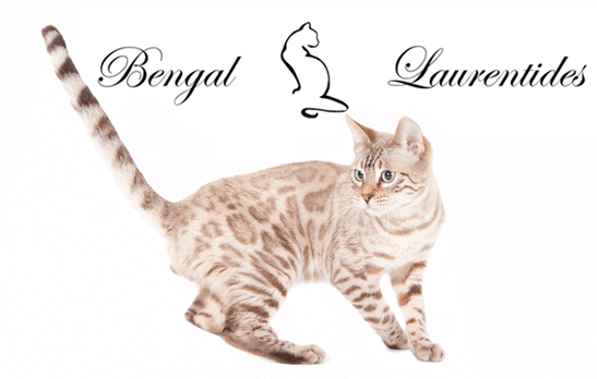 Bengal Laurentides