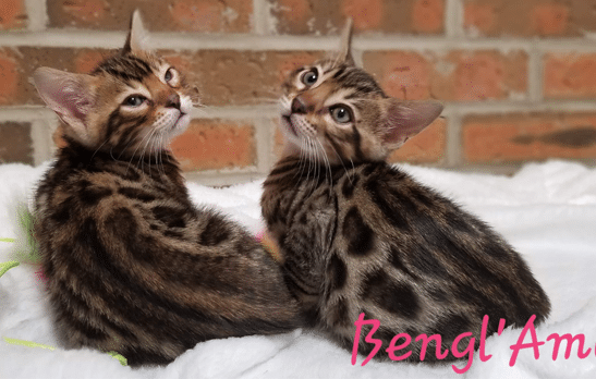Bengl’Amour cattery
