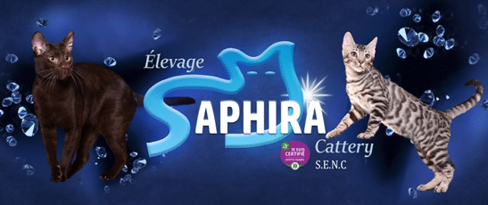 Saphira Bengal