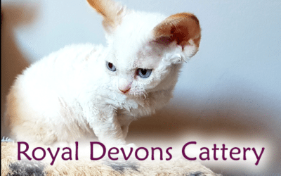 Royal Devons cattery