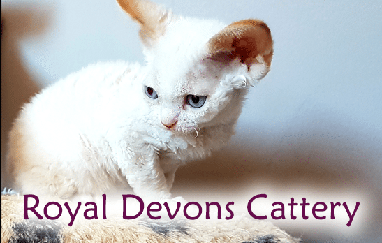 Royal Devons cattery