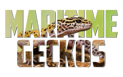 Maritime Geckos