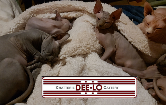 DEE-LO Cattery