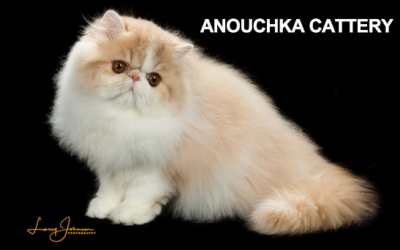 Anouchka Cattery